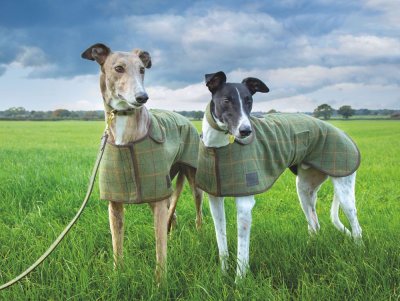 Digby & Fox Tweed Hundtäcke Greyhound, tweed/läder